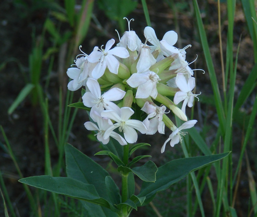 Изображение особи Saponaria officinalis.