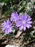 Lactuca tatarica