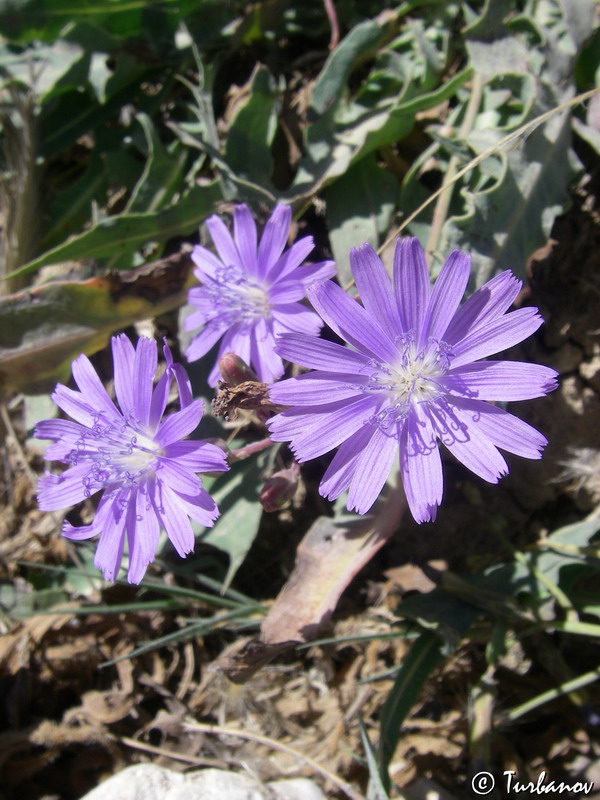 Image of Lactuca tatarica specimen.