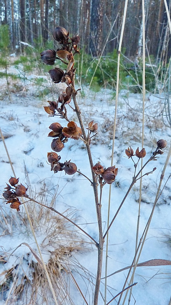 Изображение особи Lysimachia vulgaris.