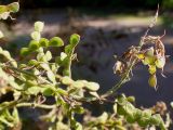 Desmodium obtusum