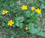 Caltha palustris