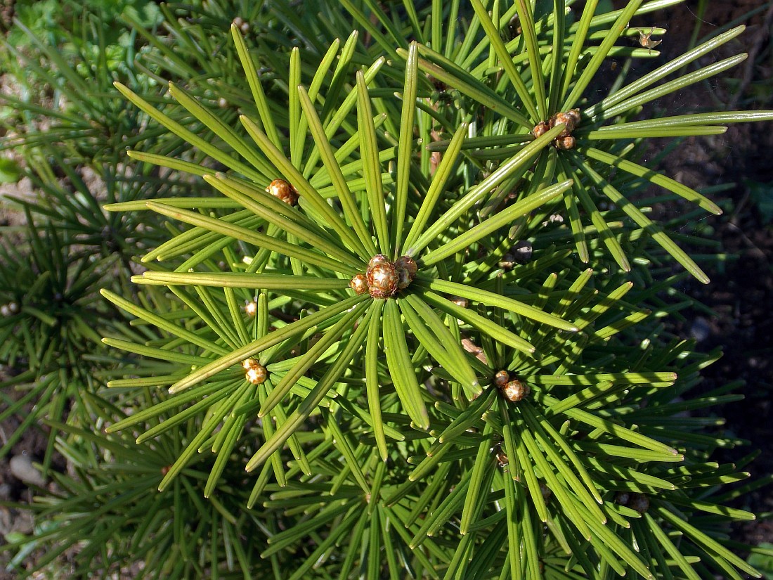 Image of Sciadopitys verticillata specimen.