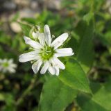 Myosoton aquaticum