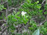 Capparis cartilaginea