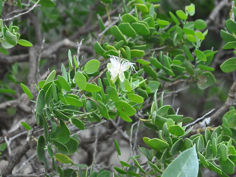 Image of Capparis cartilaginea specimen.