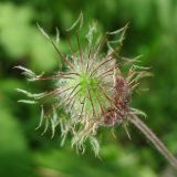 Geum rivale. Формирующийся плод. Украина, Львов, заболоченный березняк на восточной окраине города. 30 мая 2009 г.