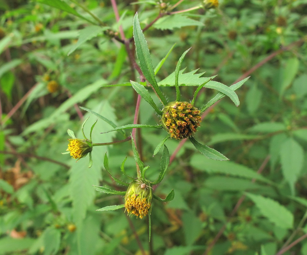 Image of Bidens frondosa specimen.