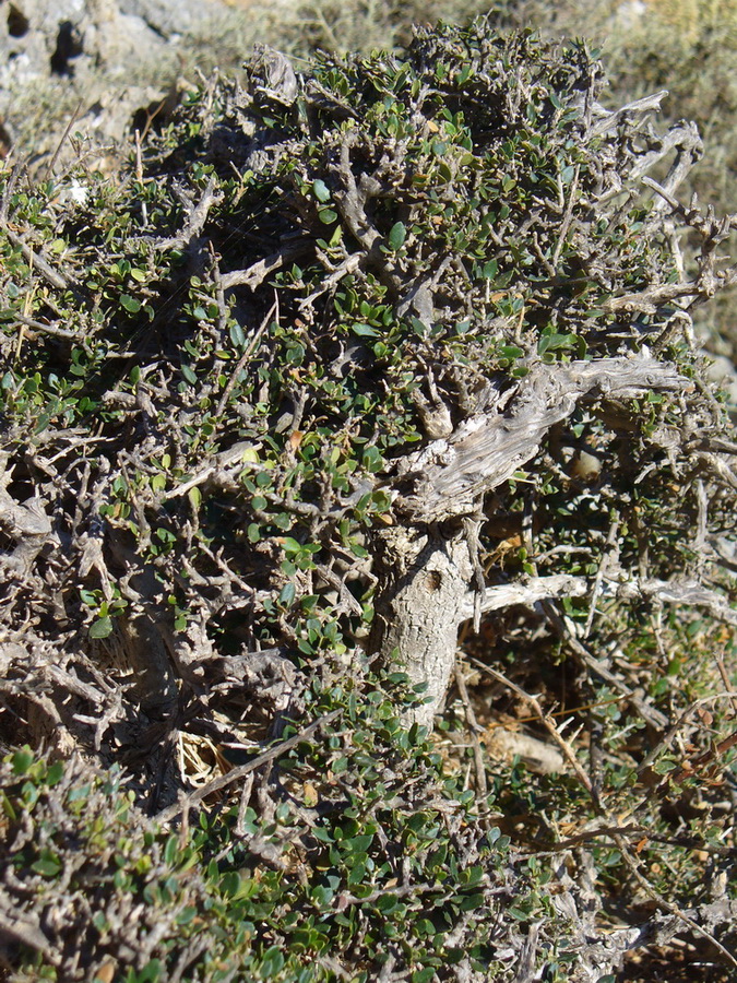 Image of Olea europaea var. sylvestris specimen.