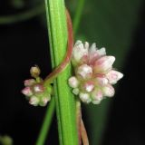 Cuscuta europaea