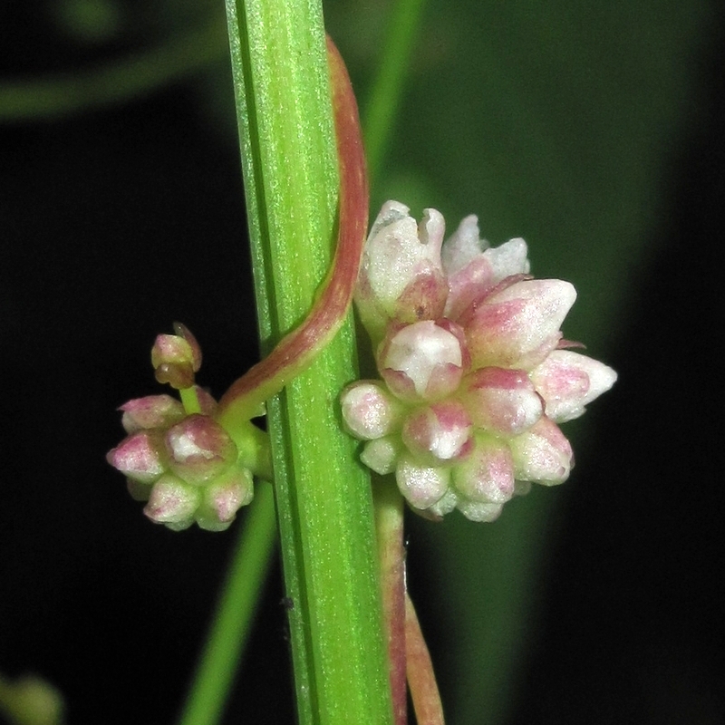 Изображение особи Cuscuta europaea.