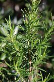 Rosmarinus officinalis