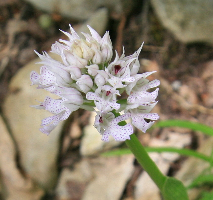 Image of Neotinea tridentata specimen.