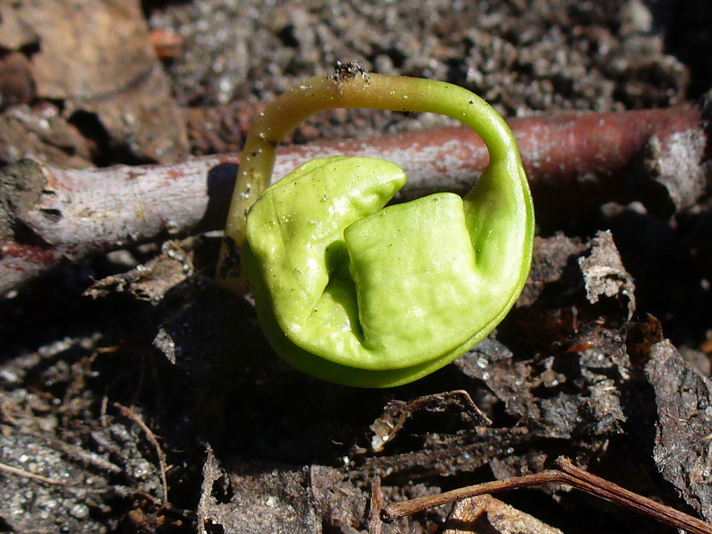 Image of Acer platanoides specimen.