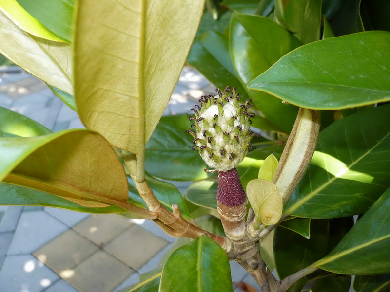 Image of Magnolia grandiflora specimen.