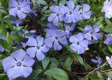 Vinca minor