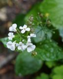 Pachyphragma macrophyllum. Соцветие. Адыгея, левый берег р. Белая, вдоль тропы из пос. Каменномостский до водопадов Руфабго. 27.04.2013.