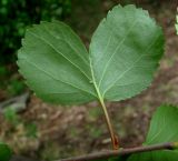 Betula pubescens