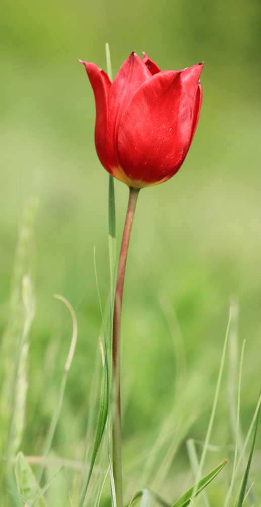 Image of Tulipa suaveolens specimen.