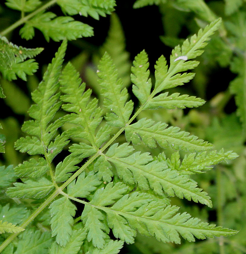 Image of Myrrhis odorata specimen.