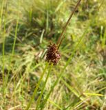 Juncus conglomeratus. Соцветие. Курская обл., Железногорский р-н, ур. Кармановская дача. 15 августа 2007 г.