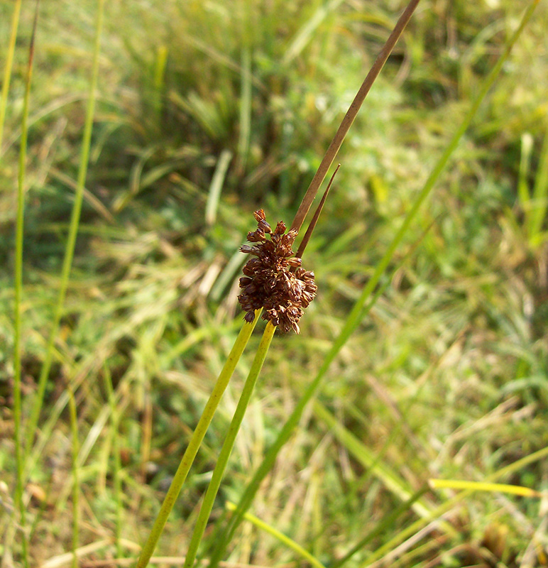 Изображение особи Juncus conglomeratus.