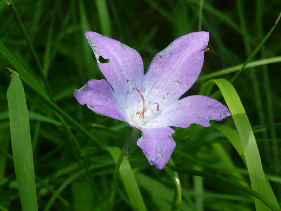 Изображение особи род Campanula.