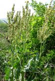 Rumex tuberosus