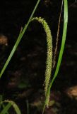 Carex pendula. Соплодие. Крым, Симферопольский р-н, окр. с. Краснолесье, у ручья в буковом лесу. 16 июля 2014 г.