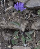 Campanula glomerata