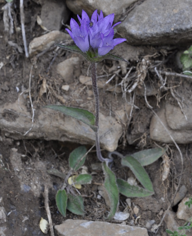 Image of Campanula glomerata specimen.