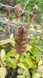 Prunella vulgaris