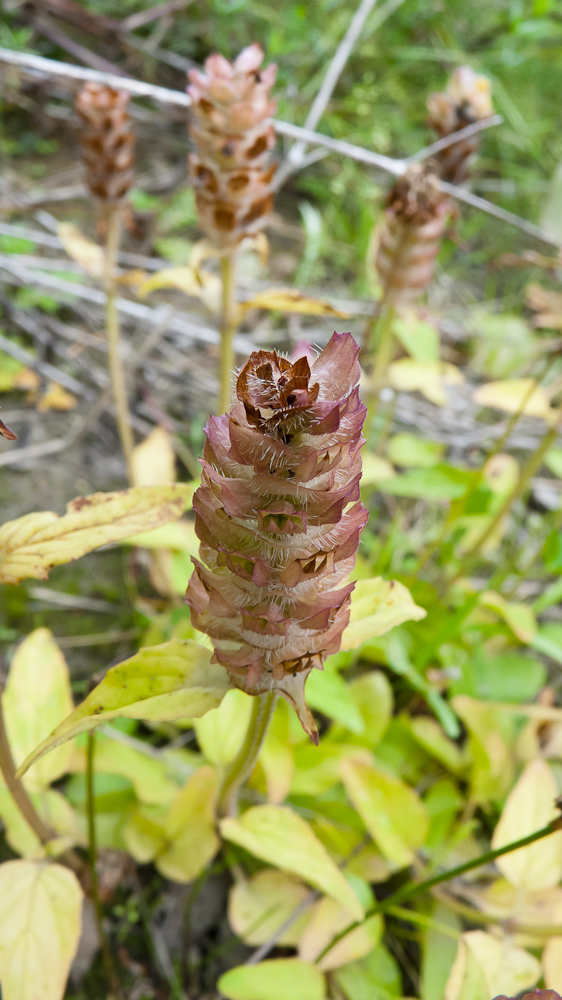 Image of Prunella vulgaris specimen.