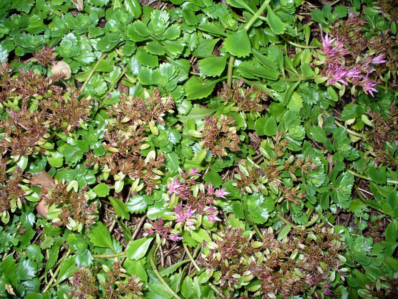 Image of Sedum spurium specimen.