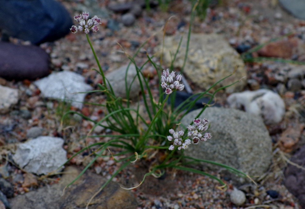 Изображение особи Allium oreoprasum.