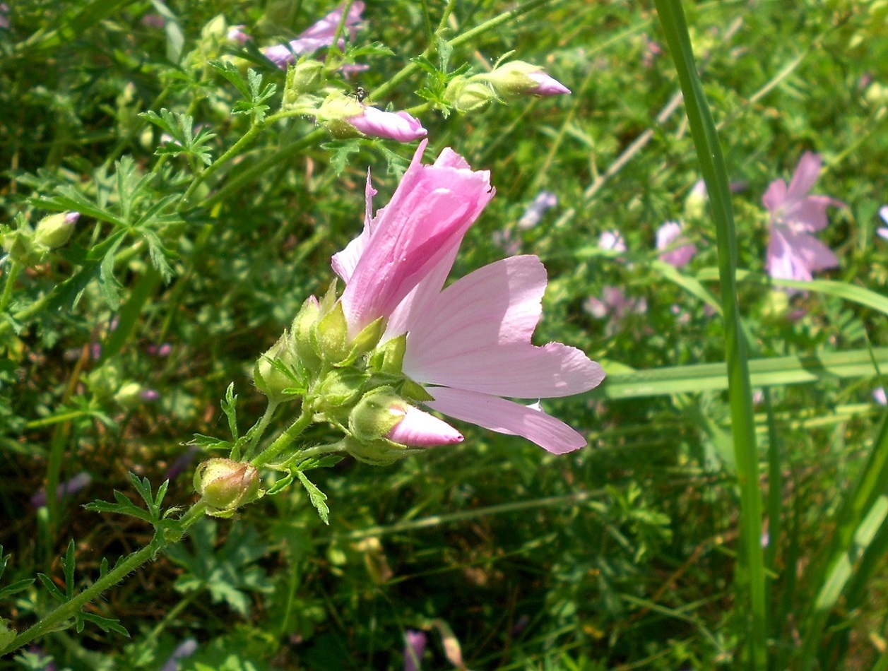 Изображение особи Malva moschata.