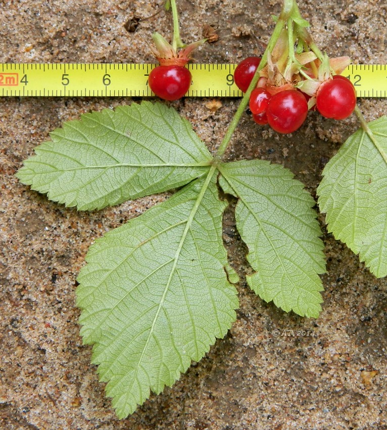 Image of Rubus saxatilis specimen.