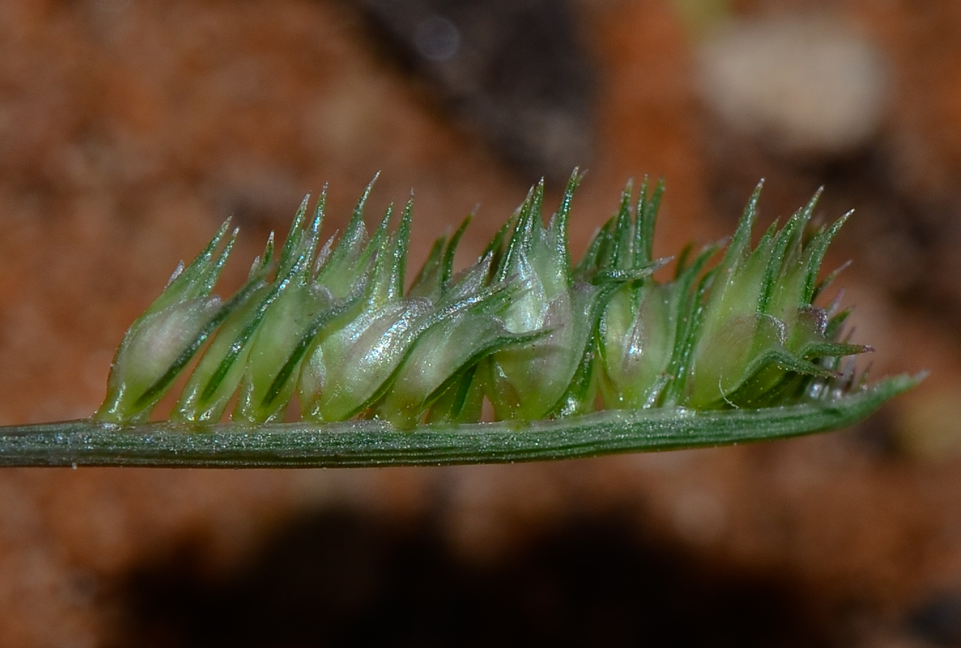 Image of Dactyloctenium aegyptium specimen.