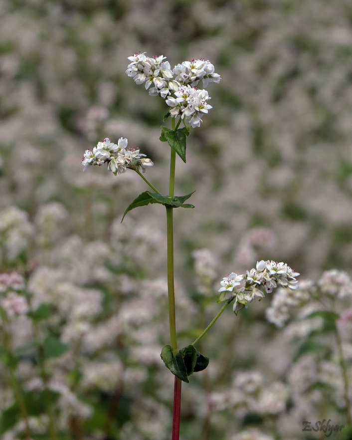 Image of Fagopyrum esculentum specimen.