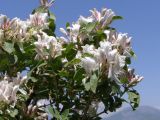 Lonicera nummulariifolia. Ветви с соцветиями. Узбекистан, Ташкентская обл., Бостанлыкский р-н, отроги Чаткальского хребта над ж.-д. станцией Ходжикент. 10.05.2008.