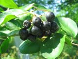 × Sorbaronia mitschurinii