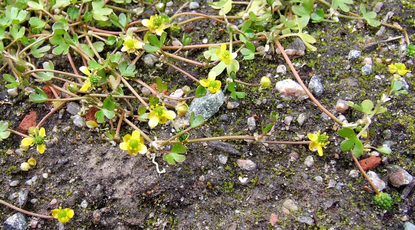 Image of Ranunculus hyperboreus specimen.