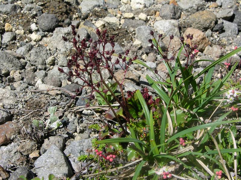 Image of Micranthes purpurascens specimen.