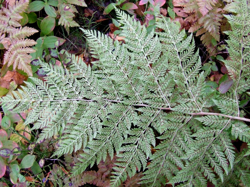 Image of Dryopteris assimilis specimen.