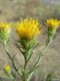 Galatella linosyris