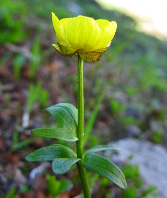 Изображение особи Ranunculus nivalis.