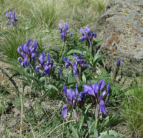 Image of Iris glaucescens specimen.