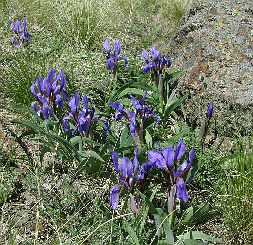 Изображение особи Iris glaucescens.