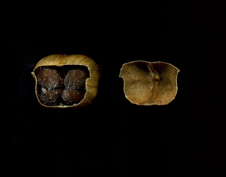 Image of Convolvulus arvensis specimen.