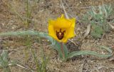 Tulipa lehmanniana